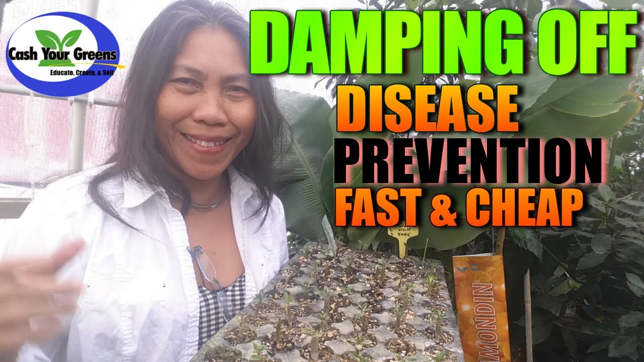 HOW TO PREVENT DAMPING OFF DISEASE / My Secret Weapon to Stop DAMPING OFF IN SEED STARTING