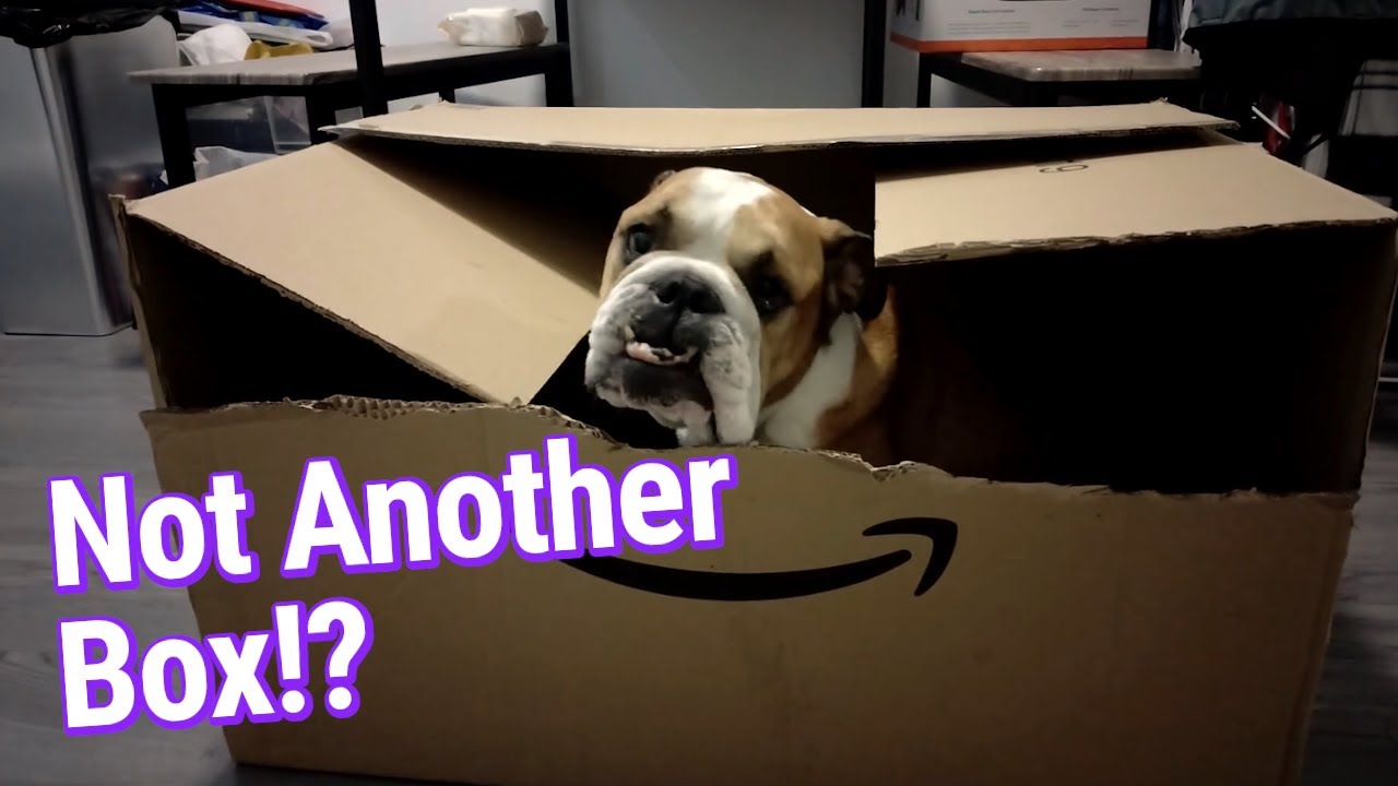 English Bulldog In A Box 