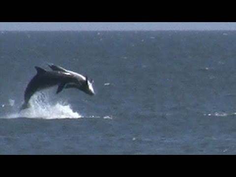 Frolicking Dolphins; Gwynn's Island, VA Chesapeake...