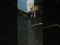 #cats #cat #animals #pet #pets #catvideos #catlife #petlover #cutecat #songs #india #kitten #tamil