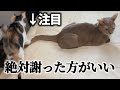 新入り無邪気ギャルと先住クール委員長に挟まれるキモヲタ