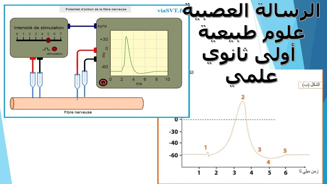الرسالة العصبية علوم الطبيعة والحياة أولى ثانوي علمي