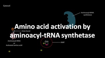 Amino acid activation by aminoacyl tRNA synthetase