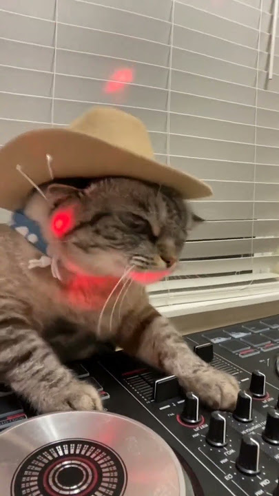 DJ with Cat #wow #wowclassic #beats #music #youtube