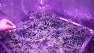 Purple Kush Scrog! Week 2 of Flower with Viparspectra!