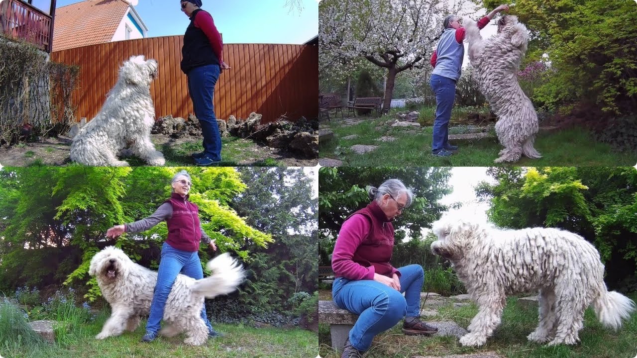 56 trükk 56 nap alatt - Julius K9 Challenge - Huba komondorral - 2020.04.01-2020.05.29.