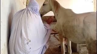 women animal horse meeting cross enjoy video successfully