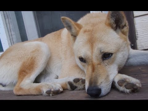 An old mad puppy that lives with his parent puppy paradise
