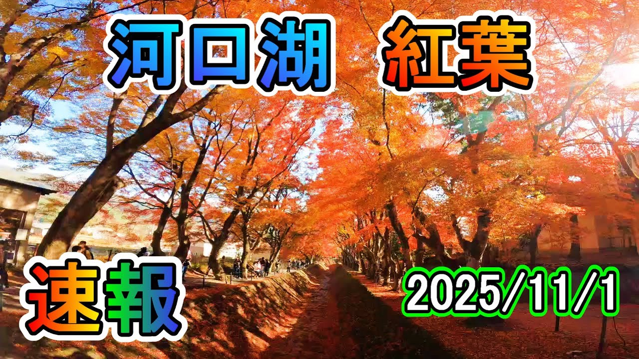 河口湖紅葉まつり 【速報もみじ回廊 Vol.3】 Lake Kawaguchi Autumn