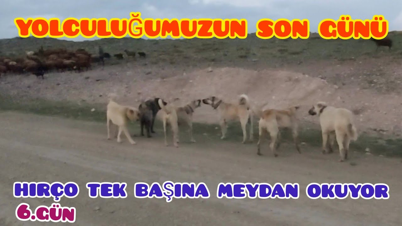HIRÇO KÖPEKLERE MEYDAN OKUYOR-- YOLCULUĞUMUZUN SON GÜNÜ (6.gün)