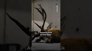 Yaralı Geyik Ne Anlama Geliyor? Eski Türklerde Geyik Neden Kutsal?