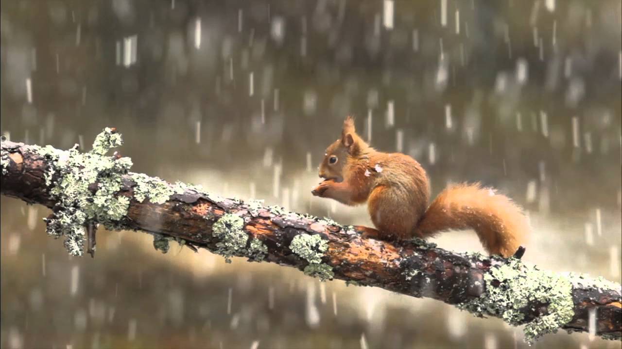 Naturepl.com - Best of 2014