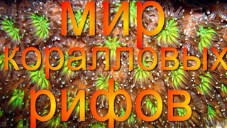 ★►Мир коралловых рифов. Самый красивый #КоралловыйРиф★►