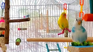 The Best 3 Hours PARAKEETS singing //NEW