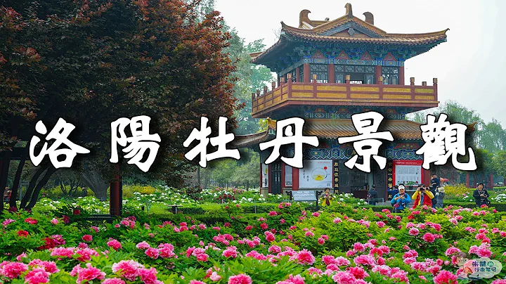 洛陽賞牡丹的絕佳去處，洛陽牡丹冠絕天下，鮮豔奪目，花開物語。【樂樂視界】 - 天天要聞
