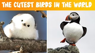 THE CUTEST BIRDS IN THE WORLD