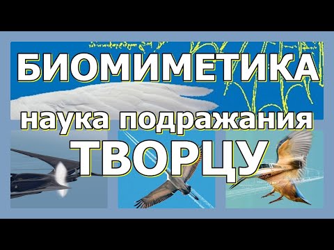 БИОМИМЕТИКА - Наука подражания Творцу