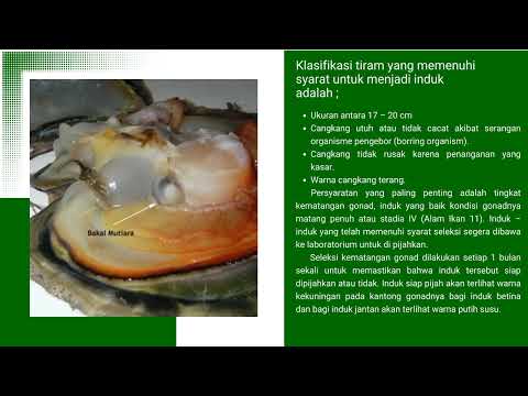 VIDIO EDUKASI: "BUDIDAYA TIRAM MUTIARA"