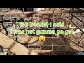 Take a walk with me and gather EGGS in the Chicken Coop for our next video?😊🐔🐓🥚