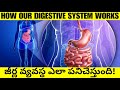 Science Behind Digestion of Food! | How Food Digest in Our body ?
