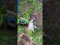 #Советские аттракционы в Дилижане#