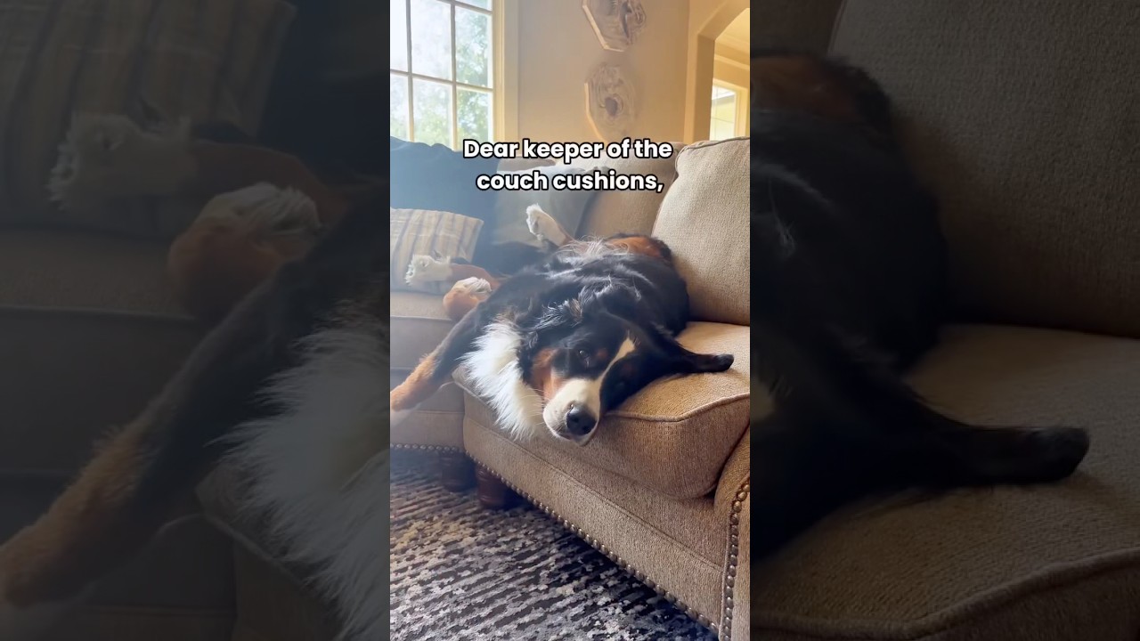 If Dogs Could Pray… This Is Exactly What They’d Say 😂