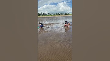 Đi cào nghêu mà đánh lẻ