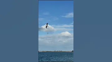 انا اول مرة شفته كان راضي زمانا عنا لافندر 