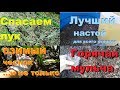 Спасаем лук супер-настоями и мульчей. Чеснок в июне.