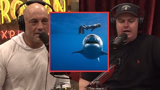 Breaking Down Shark Attacks with Joe Rogan \& Tim Dillon