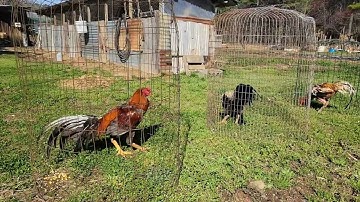 Muab qaib pb ziab tshav..... #birds #chicken #qaib #rooster #qaibthaib