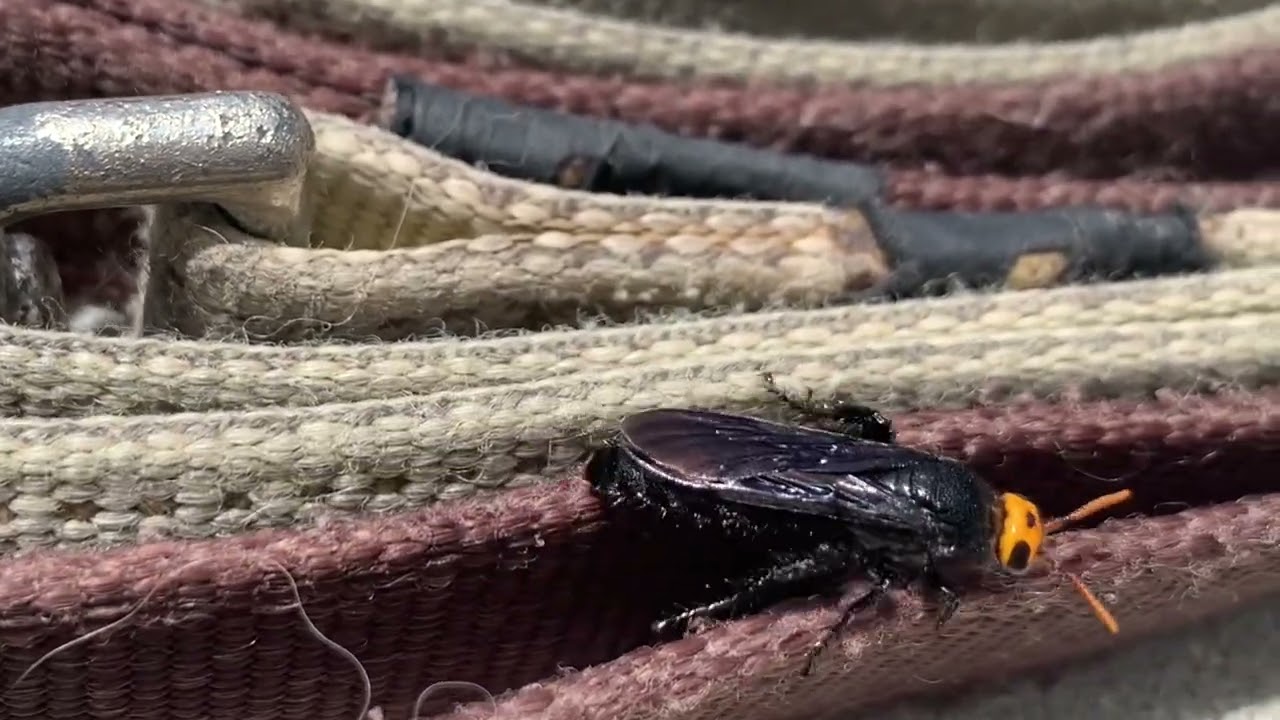 Scoliid Wasp in the sun