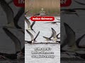Indian Skimmer - BNHS Project | Endangered Species: UPSC 2026 #currentaffairs #environment #upsc