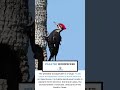 Pileated Woodpecker part 11