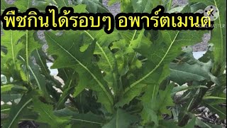 พาเดนชมพชทกนได รอบๆ อพารตเมนตตอนท 2 Weeds Around Apartment