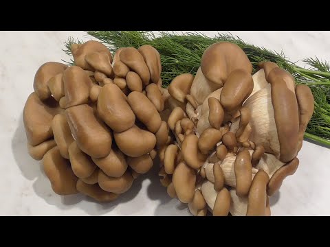 Ну оОчень вкусные грибы вешенки! Как вкусно пожарить вешенки.