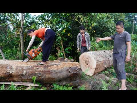 The largest trees on the stream bank - Using a chainsaw to cut large trees for house pillars - Ep2