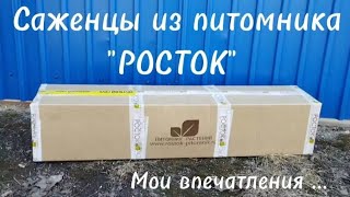 картинка: Саженцы из питомника 