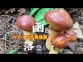 落葉キノコ最盛期に【函館】
