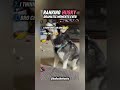 Top 3 Husky Dramatic Moments EVER! 🤣🤪 #funny #husky #shorts