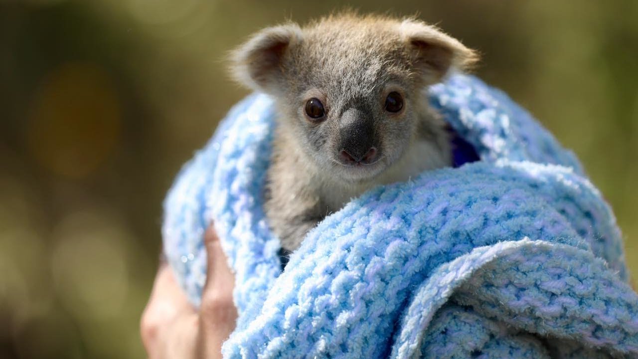 Erstes Koala-Baby seit den verheerenden Bränden in Australien geboren