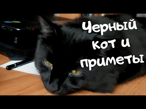 Черный кот и приметы. Верить или нет?