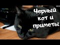 Черный кот и приметы. Верить или нет?