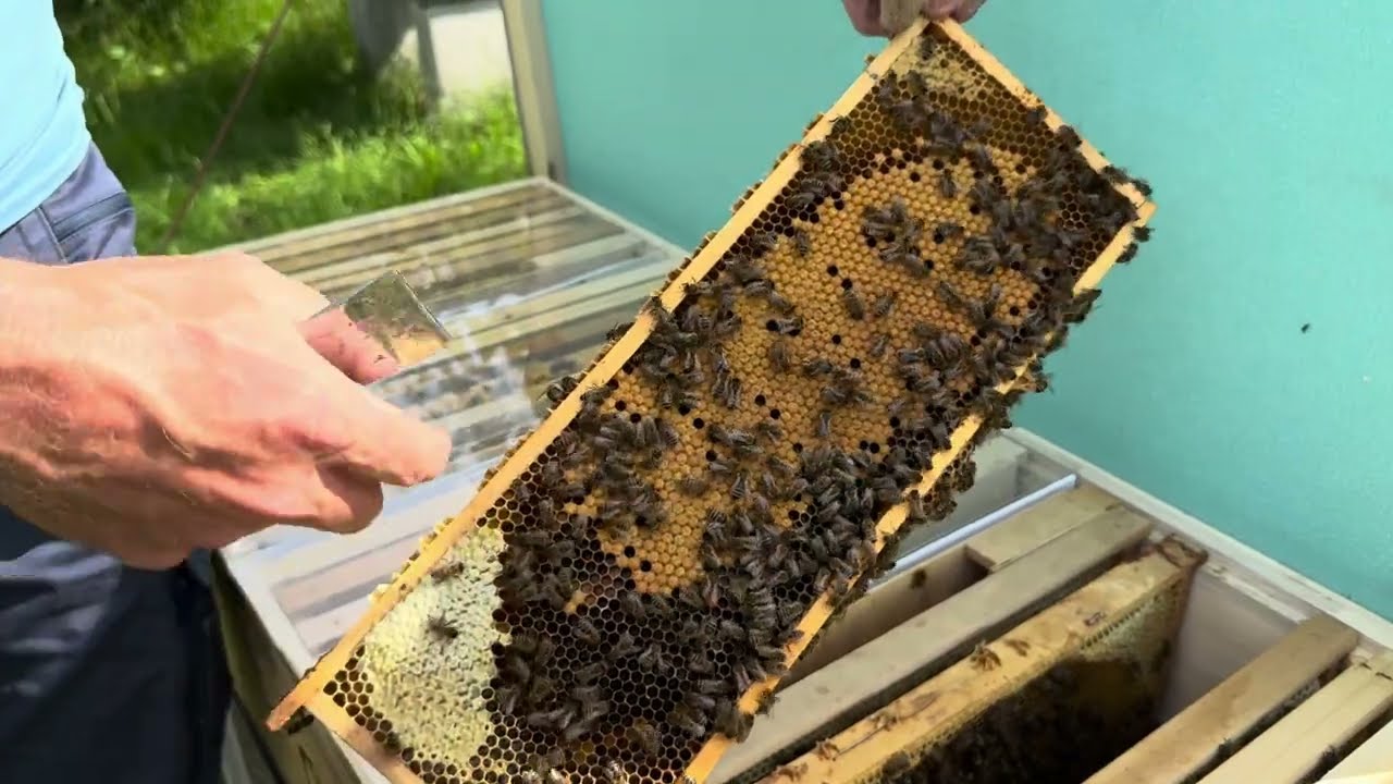 Kladení matek Buckfast 23.5.2024 - prohlídky