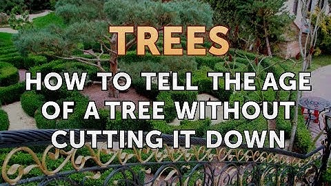 How to Tell the Age of a Tree Without Cutting it Down