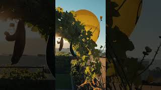 Morning Garden Views with Hot Air Balloons | Albuquerque Balloon Fiesta 2025 #BalloonFiesta screenshot 2