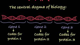 Introduction to Genetic Terminology