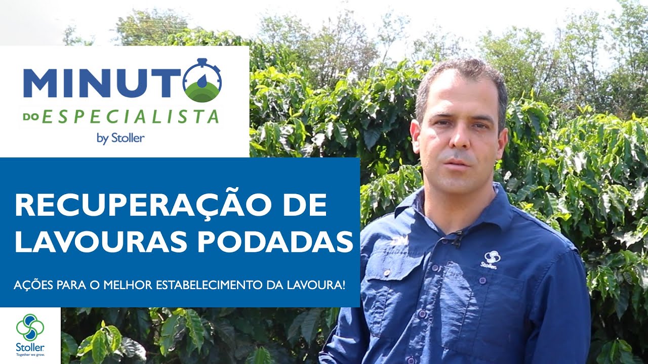 Descubra os segredos para um manejo eficiente após a poda do cafeeiro | Minuto do Especialista