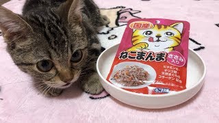 ねこまんまをガブガブ完食する子猫