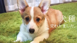 ウェルシュ・コーギー・カーディガンだと思っていた愛犬が実は...【dog corgi】